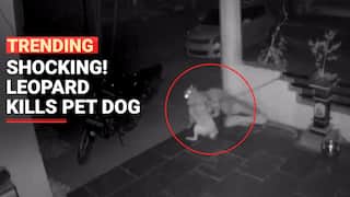 Leopard kills and drags away pet dog in Pune Horrifying Video Went Viral - Watch Video
