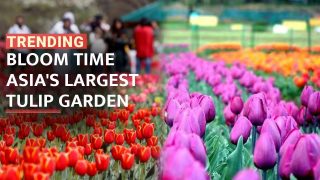 Tulips overtake Srinagar, becomes home to Asia’s largest Tulip garden - Watch Video