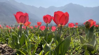 Asia's Largest Tulip Garden in Kashmir Ready to Welcome Visitors from March 19