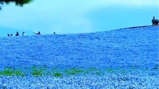 Video of Japan's Blue Flower Valley Goes Viral, Internet Says 'Heaven on Earth' - WATCH