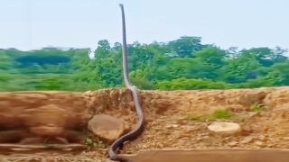 Viral Video of King Cobra Standing as Tall as Tree Gives Netizens The Shivers, Check Reactions!