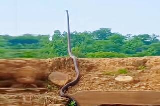 Viral Video of King Cobra Standing as Tall as Tree Gives Netizens The Shivers