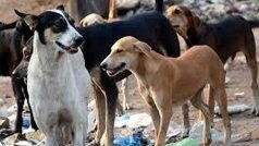 Delhi News: आवारा कुत्तों ने दिल्ली के वसंत कुंज इलाके में दो भाइयों को मार डाला
