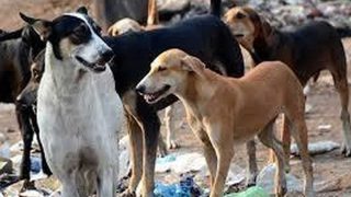 Delhi News: आवारा कुत्तों ने दिल्ली के वसंत कुंज इलाके में दो भाइयों को मार डाला