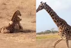 Viral Animal Video: Lion Attacks Baby Giraffe, WATCH What Happens Next