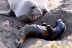 Mother Seal's Priceless Reaction to Her Newborn's FIRST Movement Goes Viral - Watch