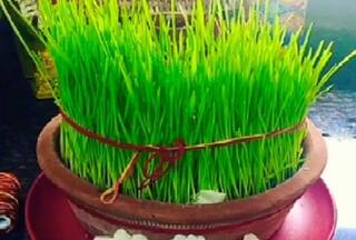 Chaitra Navratri 2023: नवरात्रि में बोए गए जौ का रंग देता है शुभ और अशुभ संकेत, जानें कैसे?