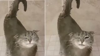 Cat Defies Nature As It Loves Taking Shower And Its Joy Is Exuding: Watch