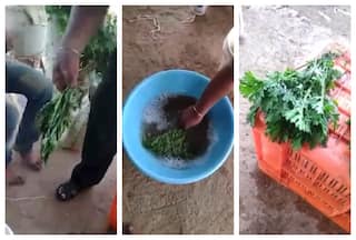 Fresh Looking Vegetable You Are Eating Could Be Chemically Treated, Watch