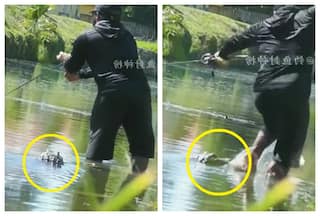 Man Is Fishing In Knee Deep Water And Then Crocodile   s Head Touches His Leg: Watch