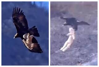 Eagle Catches Lamb And Flies Away With It, Scary Video Surfaces: Watch