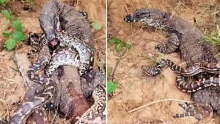 Komodo Dragon And Python Get Into Gruesome Fight, Who Will Win? Watch