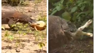 Komodo Dragon Attacks Deer, Swallows It Alive In Few Seconds. Shocking Video Goes Viral