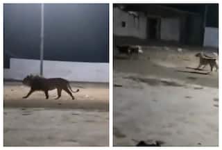 Lion Wandering On City Streets Chased Away By Stray Dogs: Watch Viral Video
