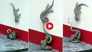 Lizard Fights Snake Who Has Captured Its Baby To Eat. Frightening Video Goes Viral