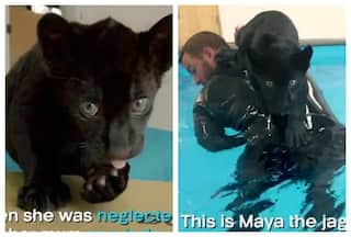 Man Hand Rears Five-Day-Old Female Jaguar And Their Bond Is Legendary: Watch