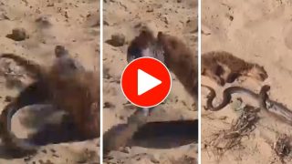 Viral Video: Cobra And Mongoose Fight Bloody Battle, How It Ends Will Dumbfound You