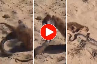 Viral Video: Cobra And Mongoose Fight Bloody Battle, How It Ends Will Dumbfound You