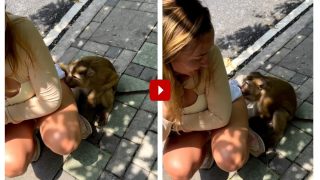 Viral Video: Monkey Lifts Up Girl’s Shorts And Kisses Her Thigh, Netizens Say ‘Cute’