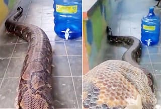 Meet World   s Biggest Snake That Has Eaten Adult Humans, Watch Viral Video