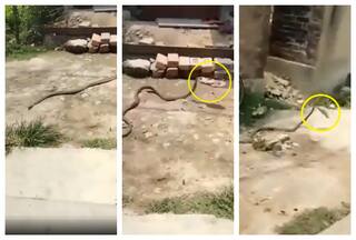 Snake Runs Away With Slipper Thrown At It, Internet In Splits: Watch Viral Video