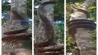 Viral Video: Snake Coiling Up Tree Is Nature’s Artistry On Full Display | Watch