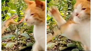 Viral Video: Snake Attacks Cat Thinking It Would Be Easy Prey, Cat Kills It With One Slap