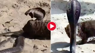 Snake And Mongoose Get Into Bloody Fight, Snake Wounds Mongoose To Death. Watch Viral Video