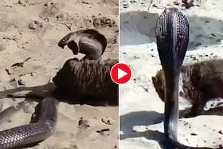 Snake And Mongoose Get Into Bloody Fight, Snake Wounds Mongoose To Death. Watch Viral Video