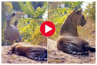 Deer Walk Toward Resting Tiger And Freeze On Spotting It, What Happens Next Is Unthinkable: Watch