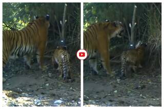 Viral Video: Tigress And Her Cub Inspect Camera Trap, Netizens Say,    Take A Selfie