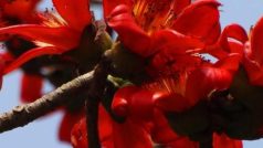 सेमल का सुर्ख लाल फूल सिर्फ सुंदर नहीं दिखता, बल्कि इसके हेल्थ बेनिफिट भी कमाल हैं, जानिए