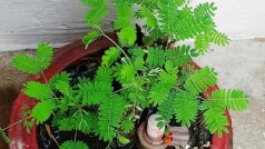 Shami Plant Ke Fayde: तुलसी की तरह ही शुभ माना जाता है शमी का पौधा, इसे लगाने से घर में आती है सुख-समृद्धि