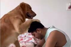 Viral Dog Video: This Golden Retriever Has a Cute 'Paw-Ashirwad' For Its Human, WATCH