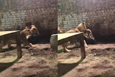 Two Angry Lions Jump at Man, What Happens Next Will Send Chills Down Your Spine - WATCH