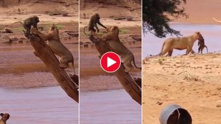 Bandar Aur Sherni Ka Video: प्लान बनाकर शेरनियों ने बंदर को घेर लिया, फिर जो नजारा दिखा आंखें फटी रह जाएंगी- देखिए वीडियो