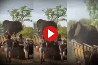 Hathi Ka Video: जंगल सफारी के मजे ले रहे टूरिस्टों पर टूट पड़ा भारी भरकम हाथी, आगे जो हुआ हिल ना जाओ तो कहना- देखें वीडियो