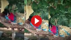 Sanp Ka Video: सोती हुई महिला के ऊपर फन फैलाकर बैठ गया कोबरा, फिर जो हुआ सोच नहीं सकते- देखें वीडियो