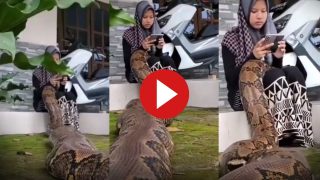 Azgar Ka Video: चुपके से लड़की के गोद में जा बैठा विशालकाय अजगर, हिलाकर रख देगा आगे का नजारा- देखें वीडियो