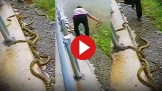 Sanp Ka Video: सैकड़ों सांपों के बीच पहुंच गया शख्स, फिर जो करने लगा यकीन नहीं होगा- देखें वीडियो
