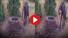 Hathi Aur Sherni Ka Video: हाथी को देखते ही छिप गई शेरनी मगर फिर भी बच ना सकी, जो हुआ जिंदगी भर नहीं भूलेगी- देखें वीडियो