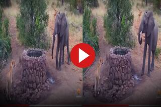 Hathi Aur Sherni Ka Video: हाथी को देखते ही छिप गई शेरनी मगर बच ना सकी, जो हुआ जिंदगी भर नहीं भूल सकेगी- देखिए वीडियो