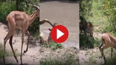 Magarmach Ka Video: मगरमच्छ से बचा तो तेंदुआ पीछे पड़ गया, हिरण की हालत ऐसी देखकर छूट जाएंगे पसीने | देखें वीडियो