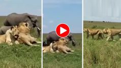 Hathi Ka Video: आराम फरमाते शेरों के बीच पहुंच गया हाथियों का दल, फिर जो गया होश ना उड़ जाए तो कहना- देखें वीडियो