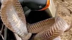 डसने के लिए बाइक में छिप गया किंग कोबरा