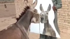 अचानक गधे को दिखा दिया उसी का चेहरा, नजर पड़ते ही हिल गया बेचारा