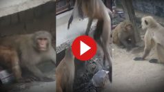 Bandar Ka Video: लंगूर ने सामने बैठे बंदर को जड़ दिया जोरदार तमाचा, फिर जो बवाल मचा पूरी कॉलोनी हिल गई- देखिए वीडियो