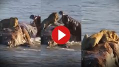 Sher Ka Video: आराम फरमा रहे शेर को हिप्पो ने दबोच लिया, मौत सामने देख सूख गया बेचारा- देखें वीडियो