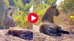 Wild Animal Video: आलसी बाघ को चिढ़ाकर सामने से भाग निकला शिकार, दोबारा आएगा सोचकर फिर सो गया- देखें वीडियो