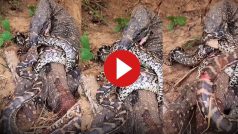 Azgar Ka Video: अजगर को भारी पड़ गया कोमोडो ड्रैगन से पंगा लेना, खुद ही शिकार बनने लगा- देखें वीडियो